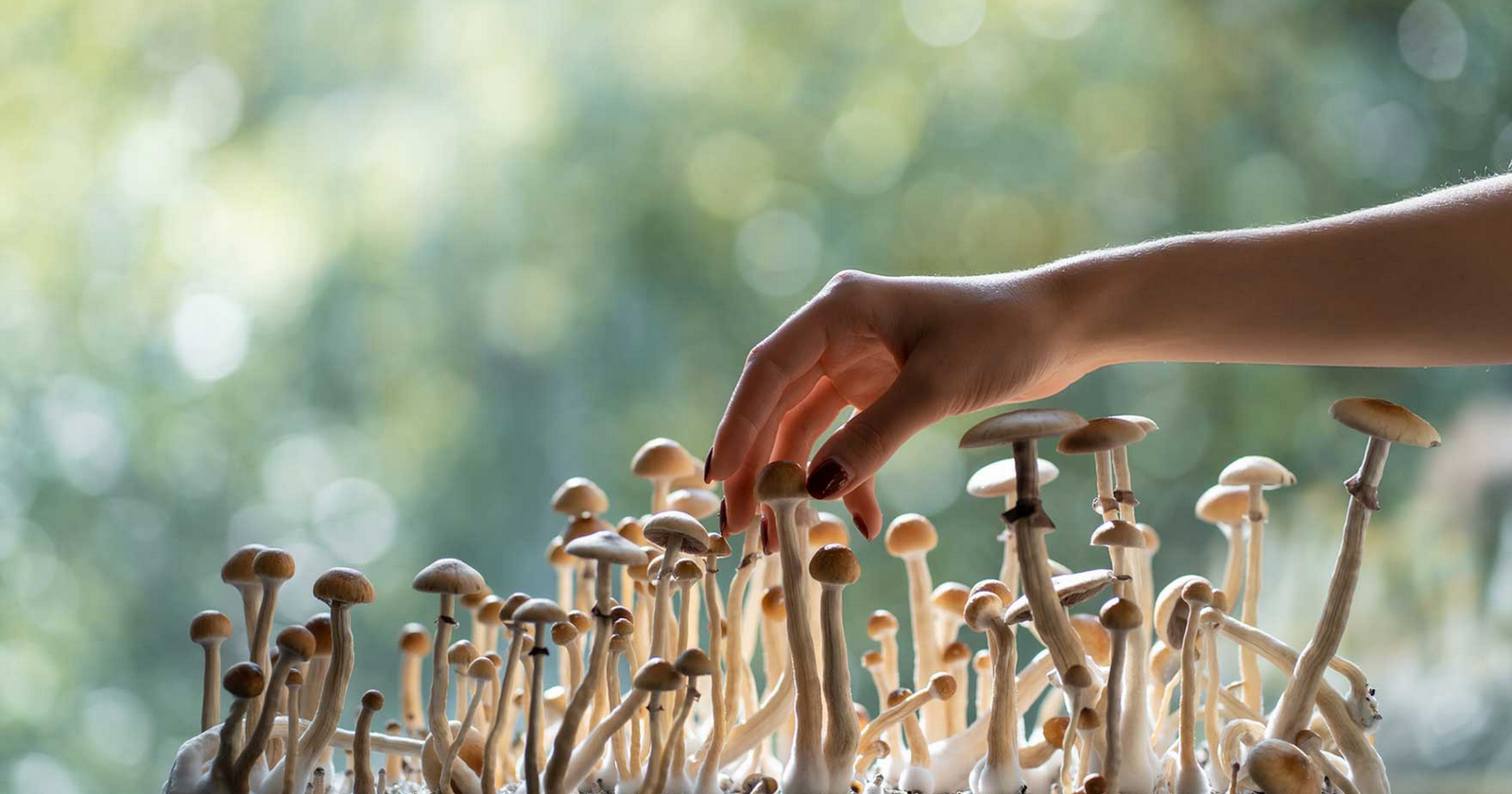 How to Take Magic Mushrooms: A Comprehensive Guide to Effects, Dosage & Safety