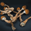 Magic Mushrooms Side Effects