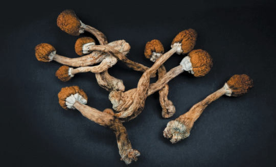 Magic Mushrooms Side Effects